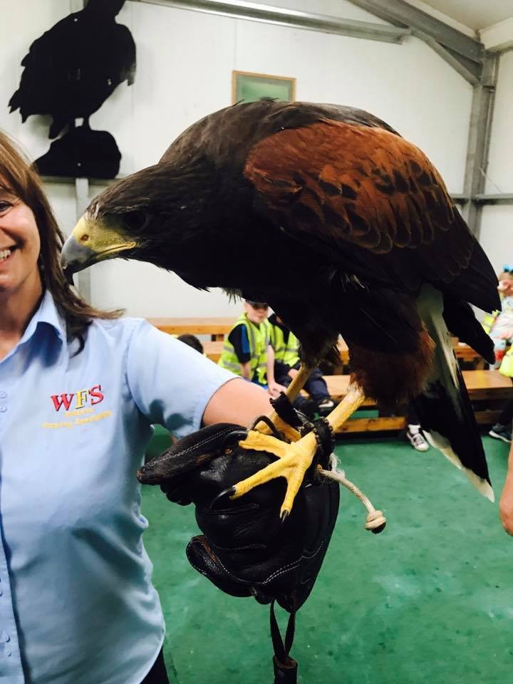 director of wilson's flooring specialists holding a bird of prey