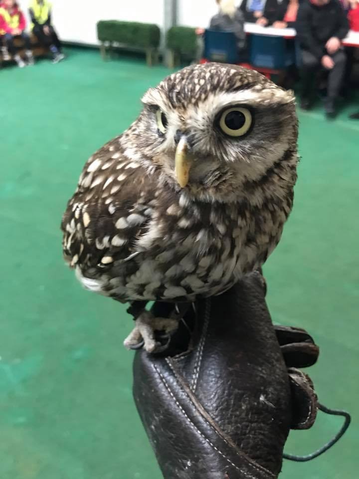 little owl
